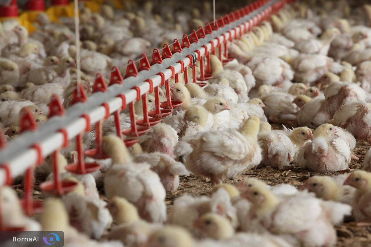 انگل در مزارع مرغ گوشتی ایران کشف شد