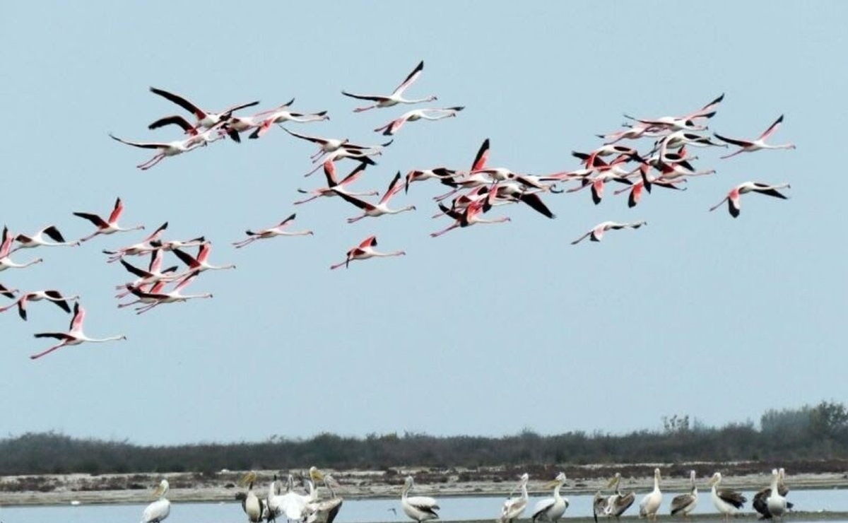 فرود پرندگان مهاجر در آبگیرهای کهگیلویه و بویراحمد