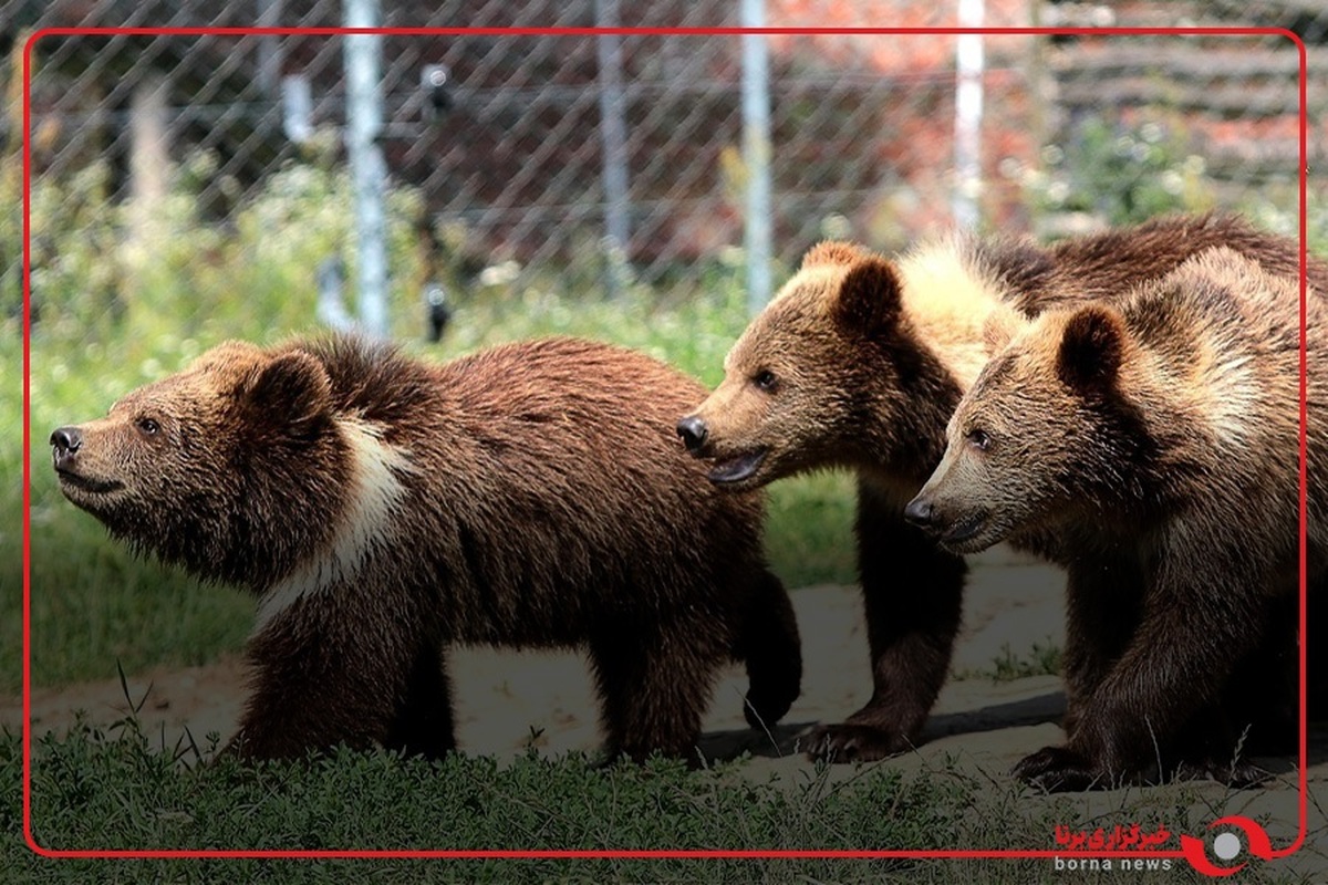 مشاهده سه قلاده خرس قهوه‌ای در ارتفاعات فیروزکوه