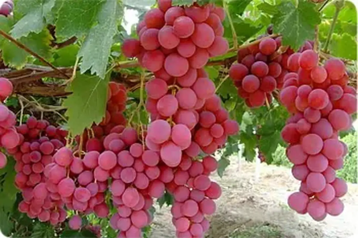 ۲۵ هزار نفر از جشنواره انگور هزاوه اراک بازدید کردند