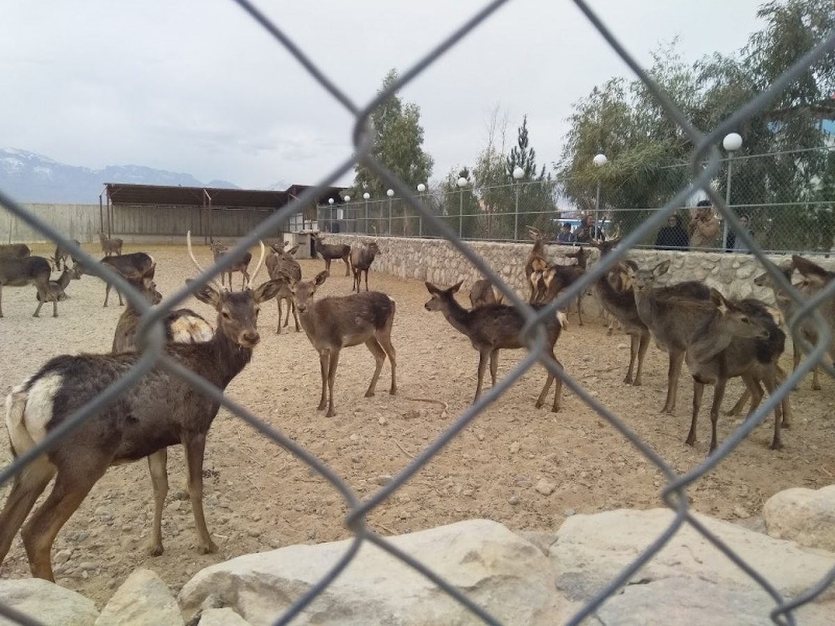 محرومیت یک‌ساله باغ‌وحش نیر به‌دلیل تکرار تخلفات محیط‌زیستی