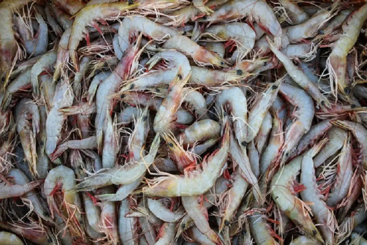 صادرات سالانه شیلات به ۷۰۰ میلیون دلار رسید