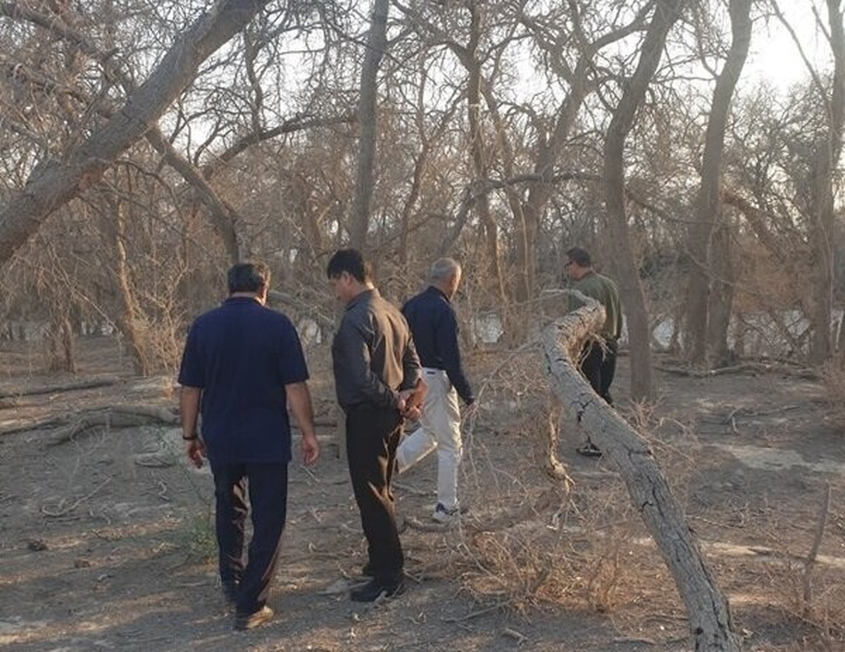 تهدید جدی رویشگاه ژنتیکی آکاسیا آلبیدا در دشتی