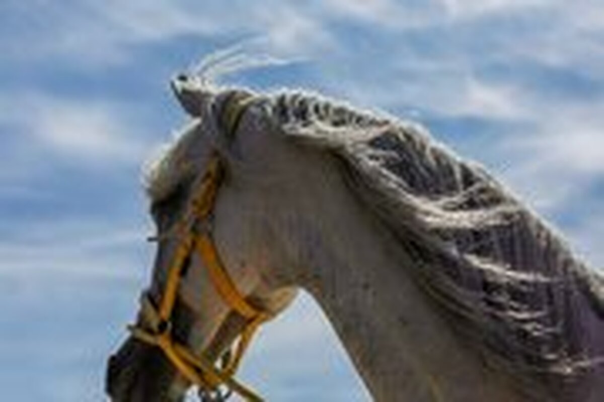 قهرمانی سوارکار مهرگانی در مسابقات کشوری با اسب جواهر