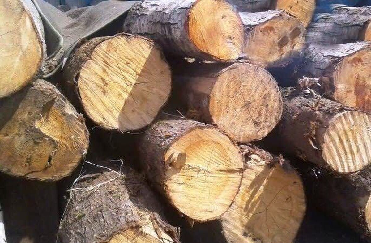 محموله ۱۰ تنی قاچاق درختان بلوط کهگیلویه و بویراحمد متوقف شد