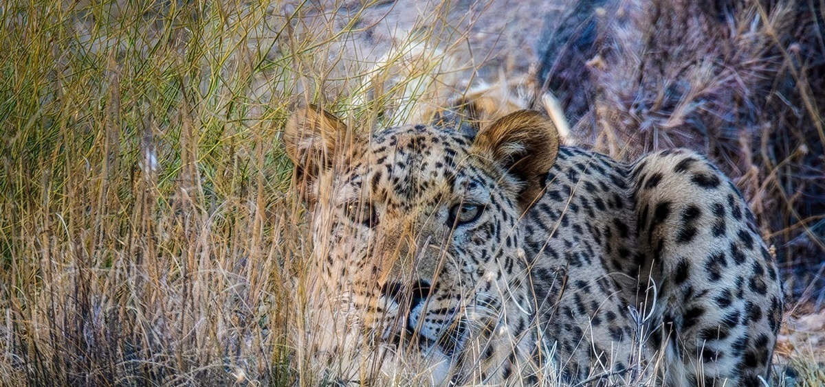 لاشه پلنگ ایرانی در ارتفاعات دشتستان کشف شد