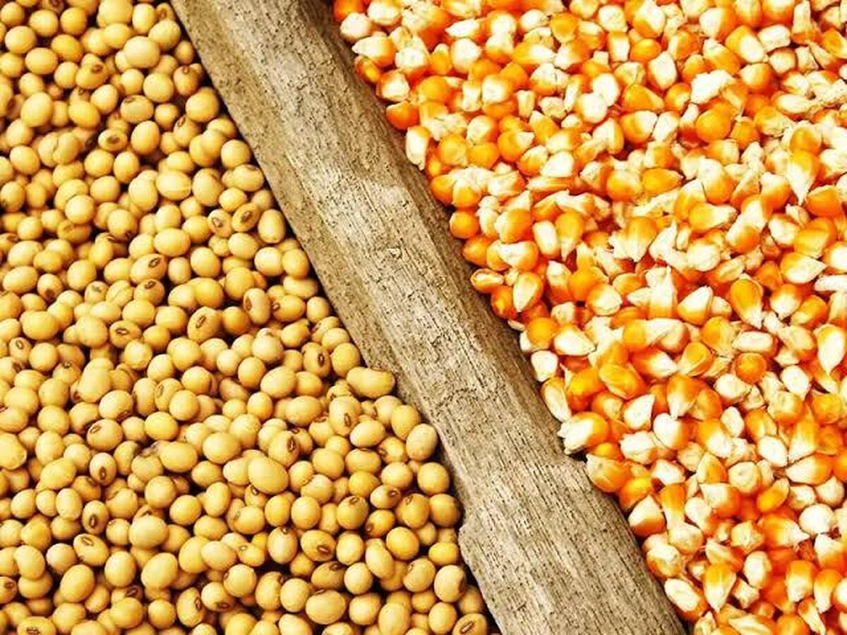 نهاده های دامی اسیر کمبود ارز یا فقدان مدیریت