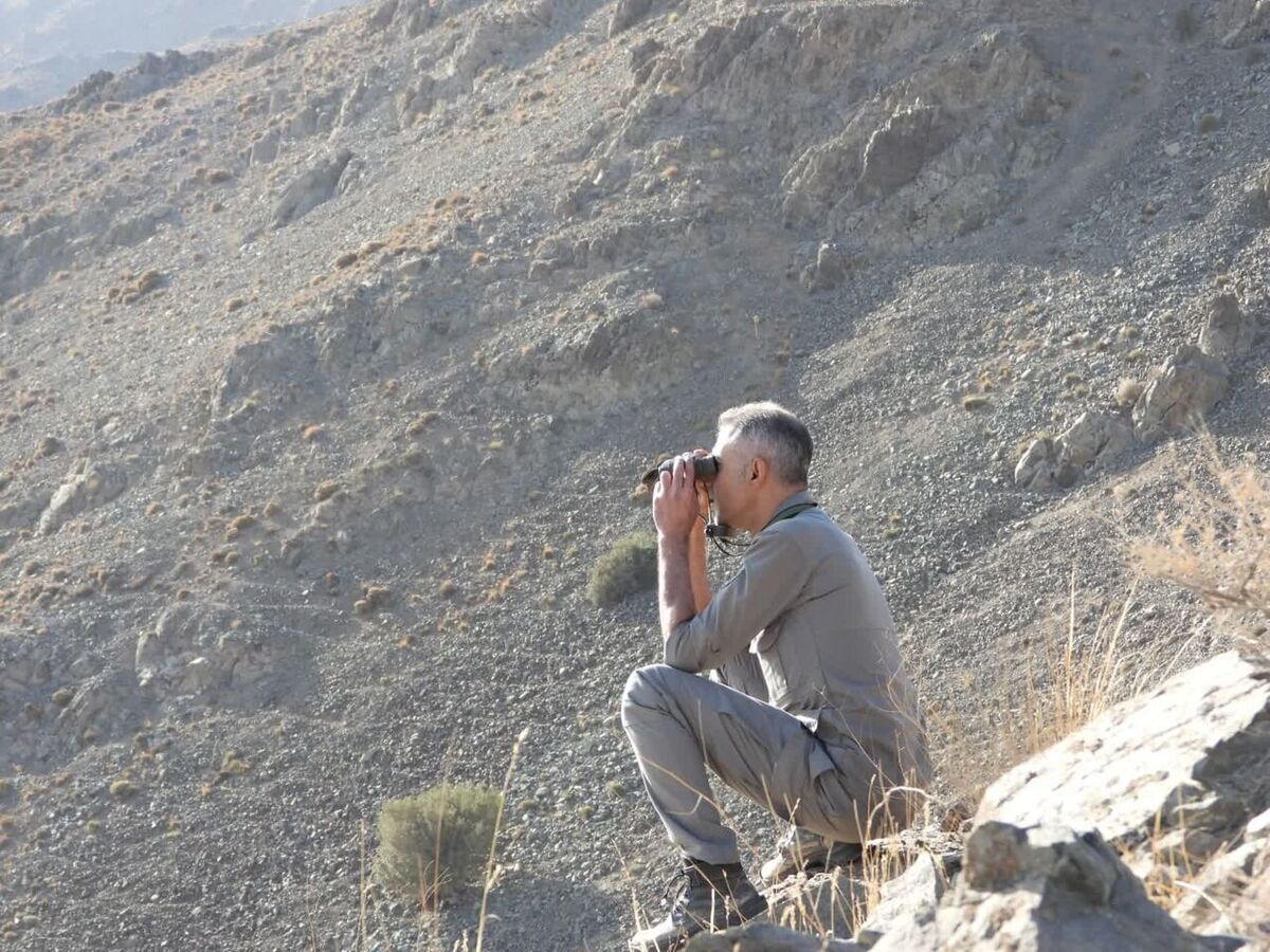 آغاز سرشماری حیات وحش در مناطق گرمسیری کهگیلویه و بویراحمد