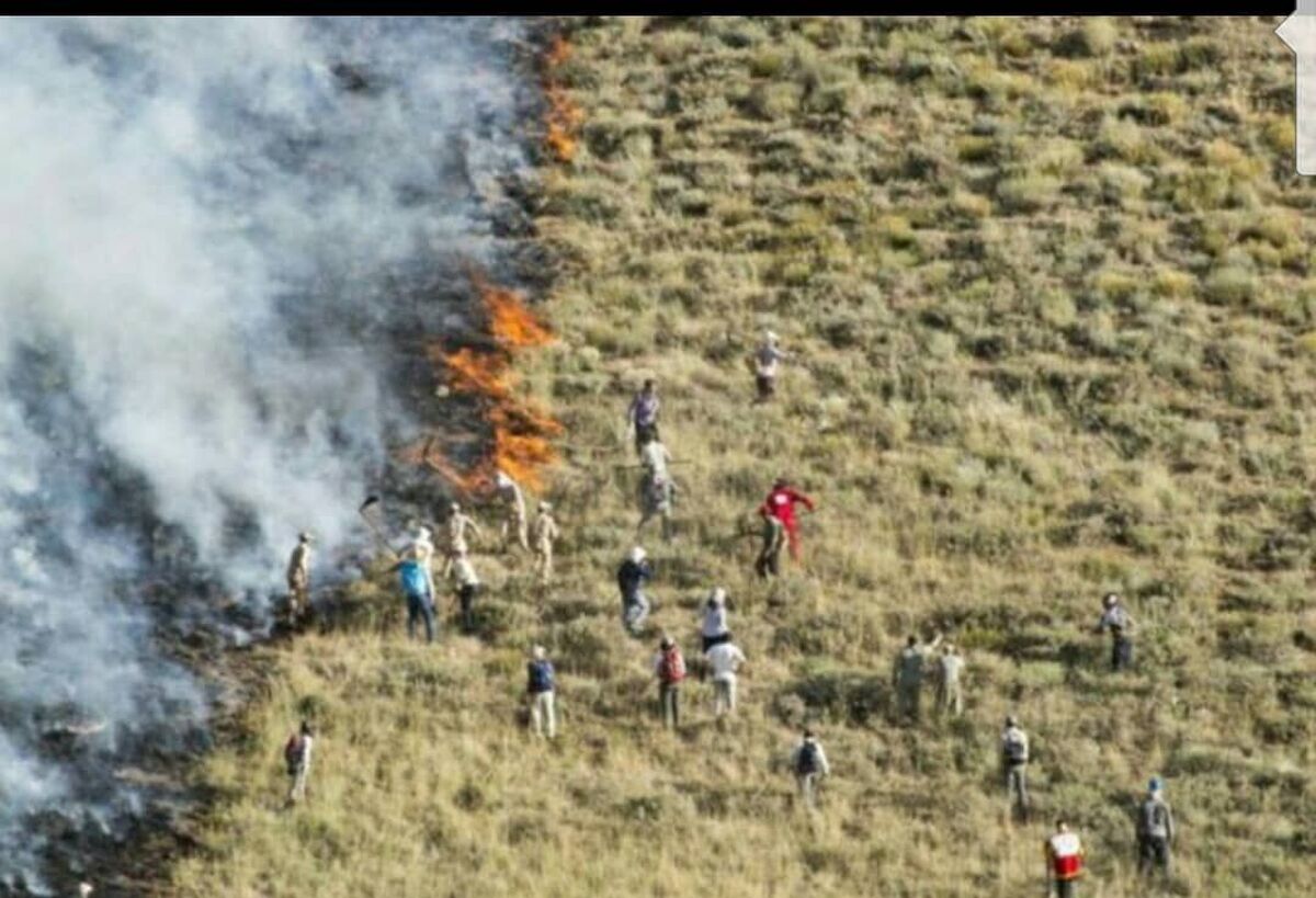  احیای جنگل‌های آسیب‌دیده از آتش‌سوزی در دره شهر آغاز شد