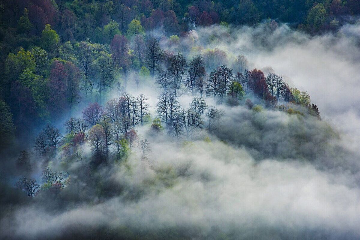 جنگل‌های هیرکانی مازندران را بهتر بشناسیم