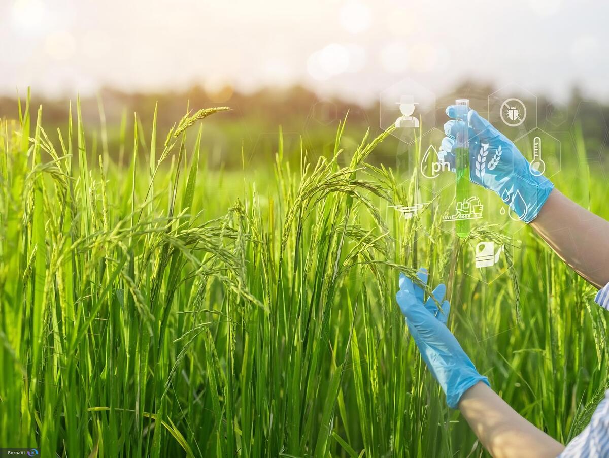 تولید برنج سالم‌تر و ارزان‌تر با یک تکنولوژی نانو!