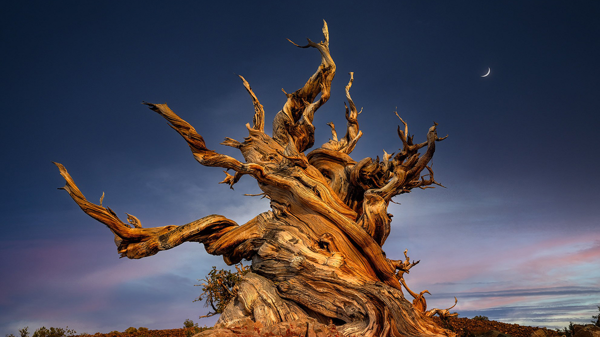 "پرومتئوس" قدیمی‌ترین موجود زنده کره زمین که توسط انسان از بین رفت+عکس