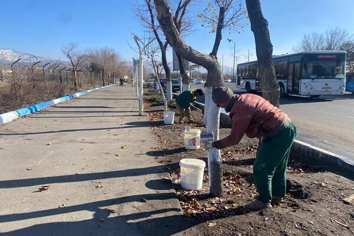 تداوم عملیات حفاظتی درختان در سطح شهر تبریز با تمرکز بر محورهای پرتردد