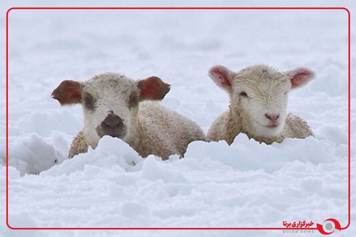 گیر افتادن گوسفندان زیر برف یک متری در رابر کرمان