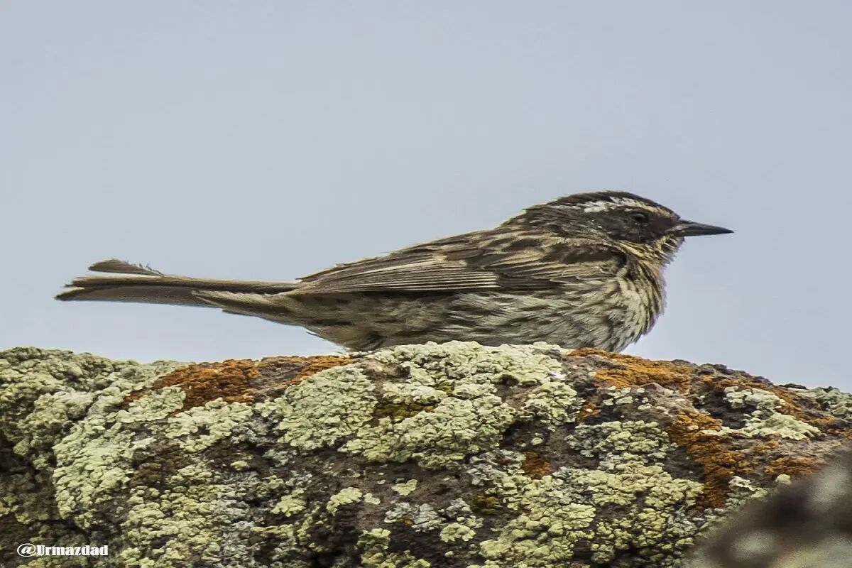 ثبت نخستین پرواز «صَعوه ابرو سفید» در خراسان جنوبی