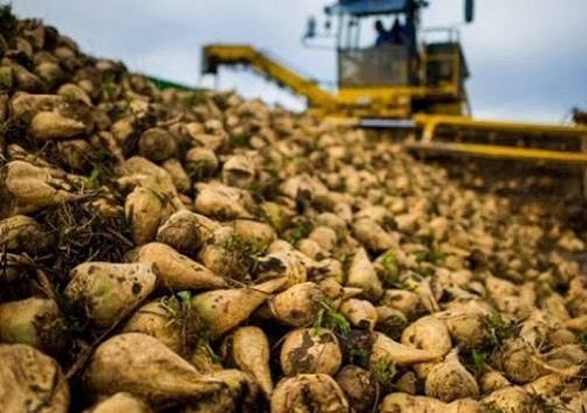 برداشت ۴۰۰ هزار تن چغندرقند از مزارع لرستان