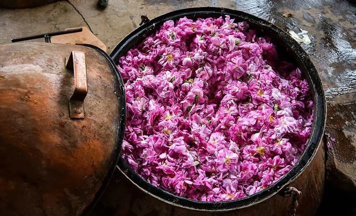 ثبت جشنواره گلاب‌گیری بانه در تقویم ملی کشور