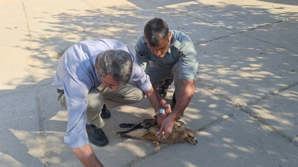 آغاز درمان عقاب مهاجر مجهز به ردیاب الکترونیک در ایذه + عکس آغاز درمان عقاب مهاجر مجهز به ردیاب الکترونیک در ایذه + عکس